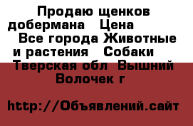 Продаю щенков добермана › Цена ­ 45 000 - Все города Животные и растения » Собаки   . Тверская обл.,Вышний Волочек г.